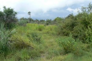 Trekking trail on Ditshipi Island in the Delta