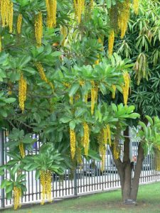 Brazil - Rio City - Centro area park