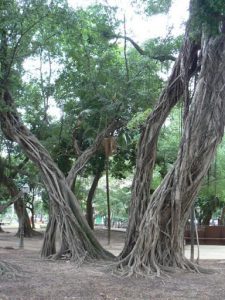 Brazil - Rio City - Centro area park