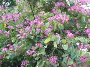 Brazil - Rio City - Centro area flora