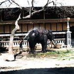 Colombo-Gangaramaya Buddhist Temple