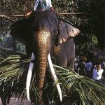 Elephant hauling sugar cane