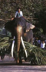 Elephant hauling sugar cane