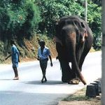 Walking their elephant along rural road