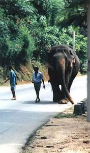 Walking their elephant along rural road