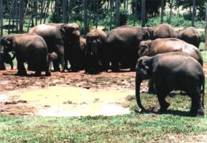 Elephant orphanage