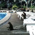 Kandy-hotel early morning guests