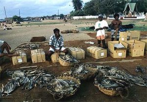 Negombo-fish market at harbor