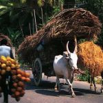 Hauling dried palm leaves for roofing