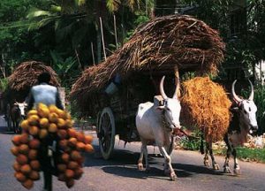Hauling dried palm leaves for roofing