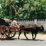 Hauling 'toddy' (fermented coconut palm sap)