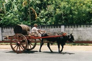 Hauling 'toddy' (fermented coconut palm sap)