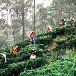 Ceylon' tea pickers--all women
