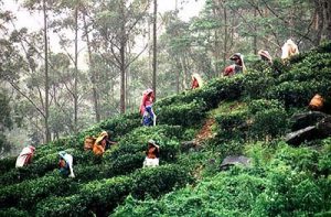 Ceylon' tea pickers--all women