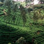 Ceylon' tea plantations
