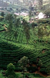 Ceylon' tea plantations