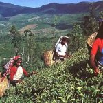 Ceylon' tea pickers
