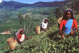 Ceylon' tea pickers