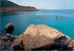 Yemen's Galapagos; Socotra, an island off of the Arabian