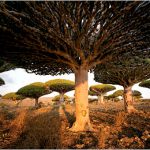 Yemen's Galapagos; Socotra, an island off of the Arabian