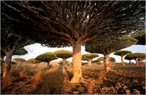 Yemen's Galapagos; Socotra, an island off of the Arabian