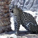Oman - Arabian leopard