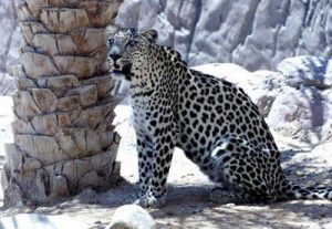 Oman - Arabian leopard