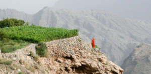 Oman - Al Jabal Al Akhdar farms