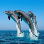 Oman - Dolphins in the Arabian Sea