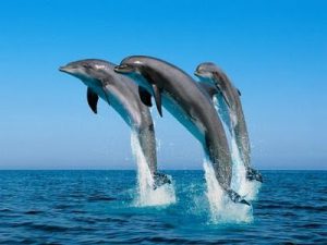 Oman - Dolphins in the Arabian Sea