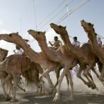 Oman - camel race (photo credit: National Geographic magazine)