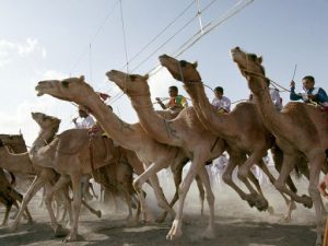 Oman - camel race (photo credit: National Geographic magazine)