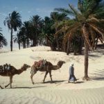 Tunisia - desert oasis