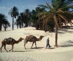 Tunisia - desert oasis