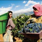 Lebanon - grape harvest  (photo-winewithchristina.co.uk)