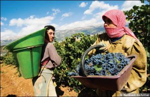 Lebanon - grape harvest  (photo-winewithchristina.co.uk)