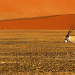 Gay Life in Djibouti, Africa