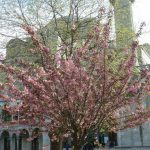 Turkey, Istanbul - cherry blossoms at Blue Mosque