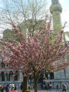 Turkey, Istanbul - cherry blossoms at Blue Mosque