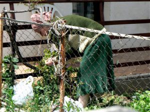 Macedonia, Ohrid City - tending her garden