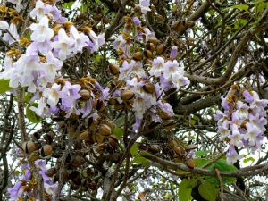 Macedonia, Ohrid City - blossoming tree (Paulownia - Foxglove ?)