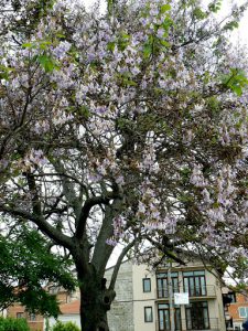Macedonia, Ohrid City - blossoming tree (Paulownia - Foxglove ?)
