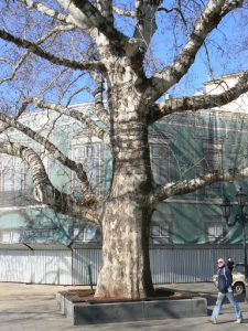 Ukraine, Odessa - beautiful huge tree on bul Prymorsky