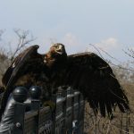 Ukraine, Odessa - a pet hawk along bul Prymorsky