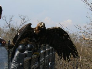 Ukraine, Odessa - a pet hawk along bul Prymorsky