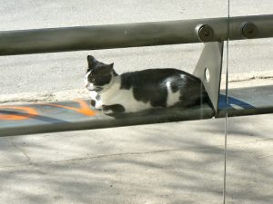 Ukraine, Odessa - local cat watching the scene pass by