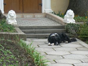 At the entrance to Livadia Palace a sleepy dog lies
