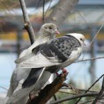 Doves in a tree outside the palace