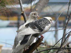 Doves in a tree outside the palace