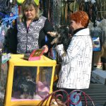 Pets for sale